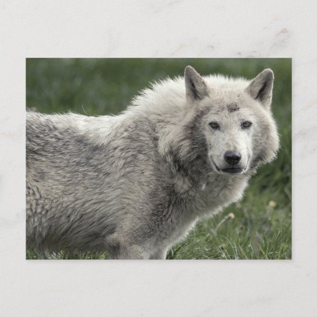 Holzwolf Postkarte (Vorderseite)