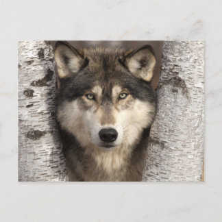 Holzwolf von Jim Zuckerman Postkarte