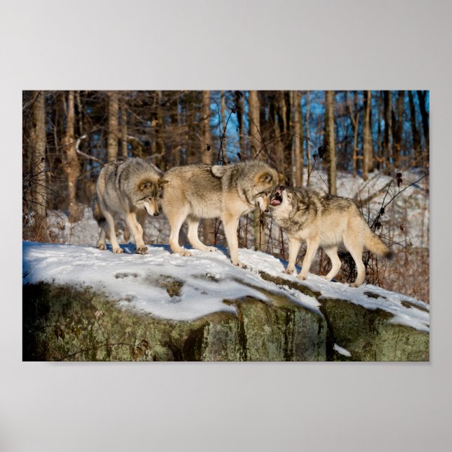 Holzwölfe Poster (Vorne)