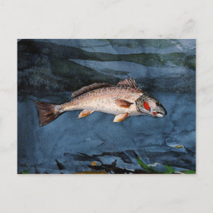 Homer - Channel Bass, Florida Postkarte