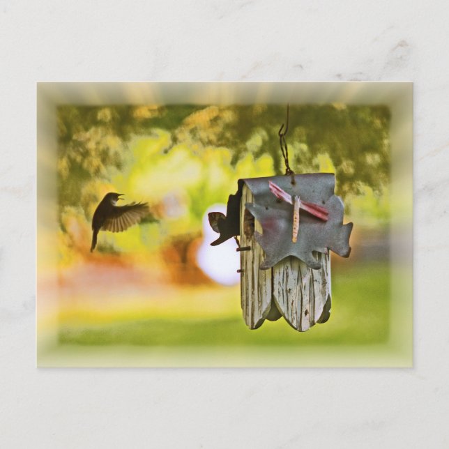 Homeward Bound Postkarte (Vorderseite)