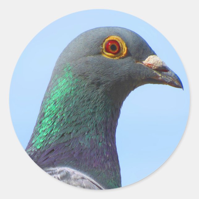 Homing Pigeon Round Sticker (Vorderseite)