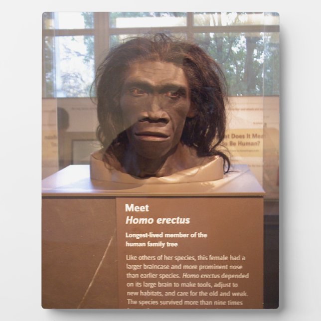 Homo erectus; Museumsausstellung Fotoplatte (Vorderseite)