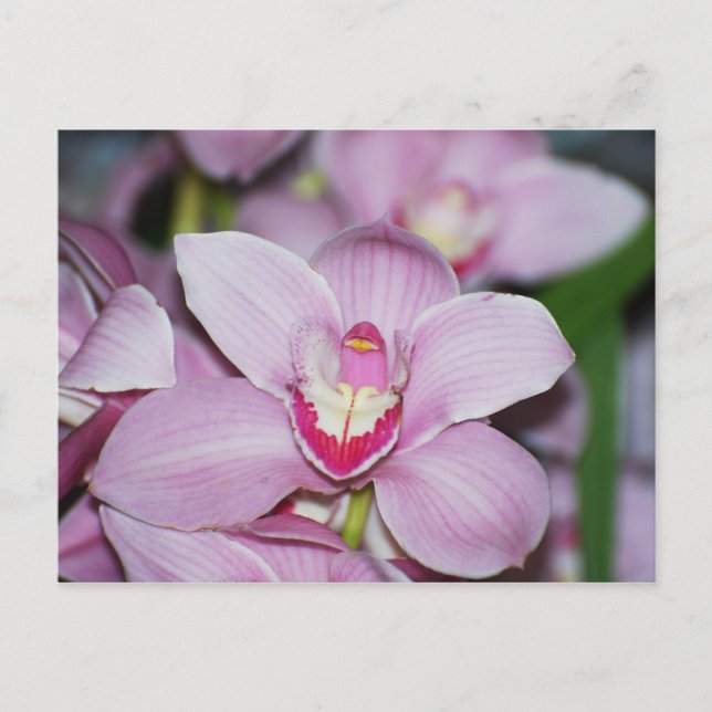 Honduranische Orchideen Postkarte (Vorderseite)