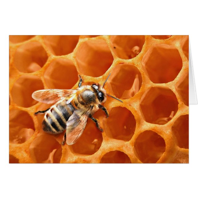 Honey Bee (Vorderseite (Horizontal))