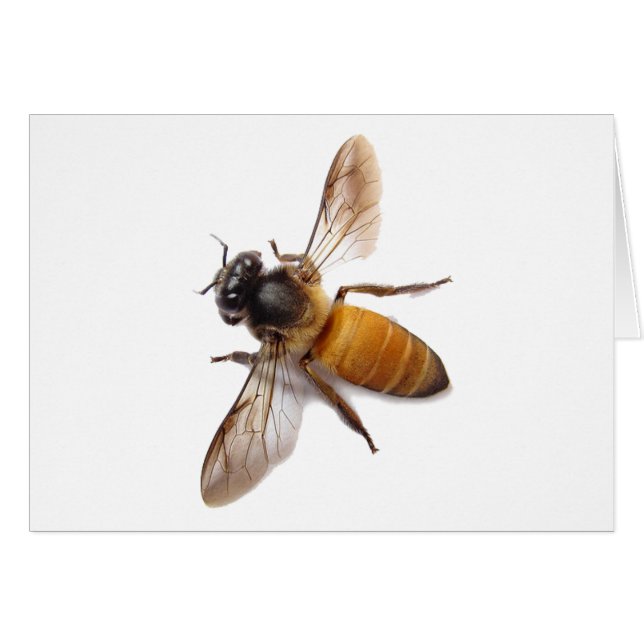 Honey Bee (Vorderseite (Horizontal))