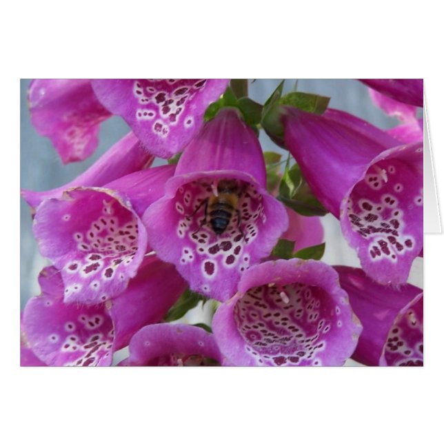 Honey Bee (Vorderseite (Horizontal))