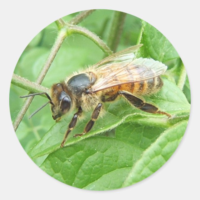 Honey Bee ~ Aufkleber (Vorderseite)