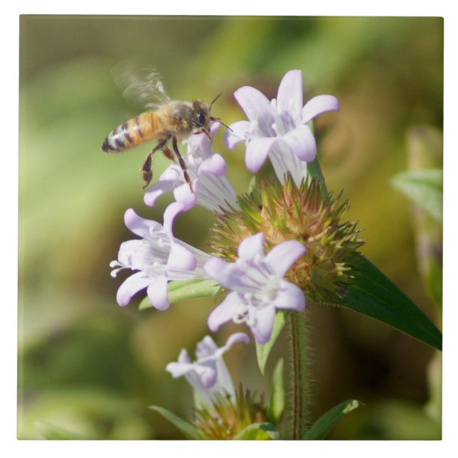 Honey Bee Blume Keramik Tile Fliese (Vorderseite)