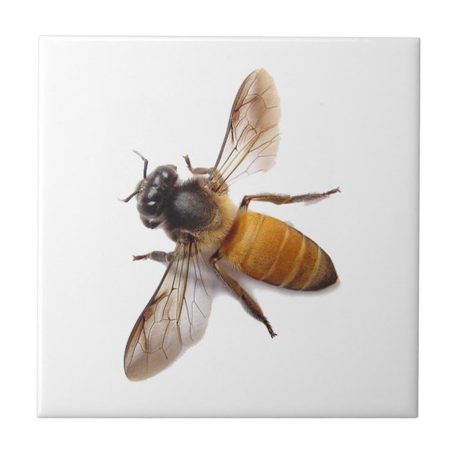 Honey Bee Fliese (Vorderseite)