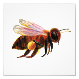 Honey Bee Flying Fotodruck