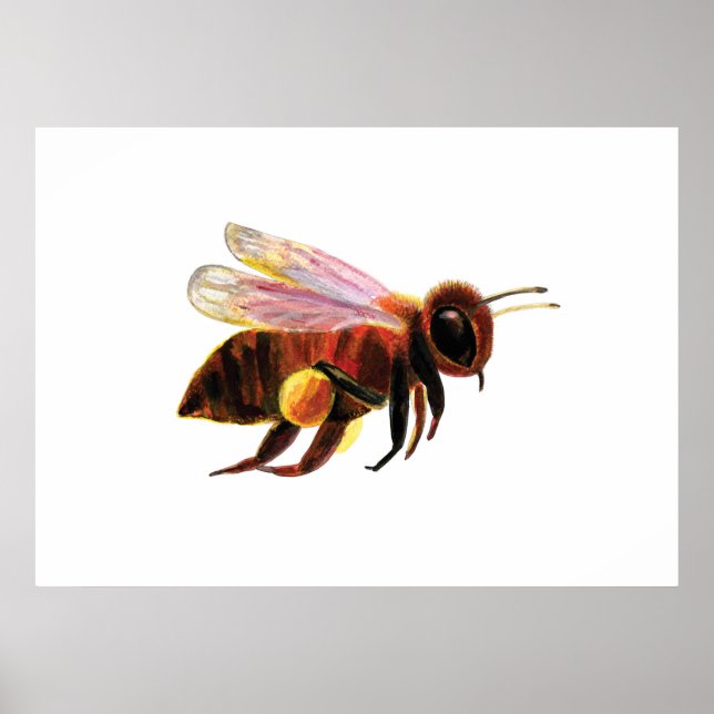 Honey Bee Flying Poster (Vorne)