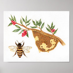 Honey Bee Illustration Poster