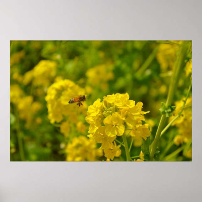 Honey Bee in Flight Poster (Vorne)