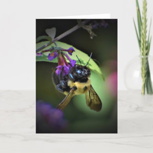 Honey Bee, Karte