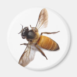 Honey Bee Magnet