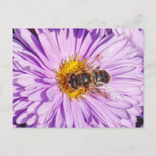 Honey Bee on a Michaelmas Daisy Postkarte