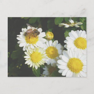 Honey Bee on Fall Mums Postkarte
