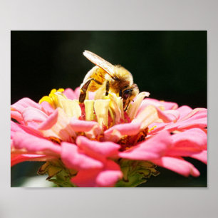 Honey Bee on Pink Zinnia Blume Natursfotografie Poster