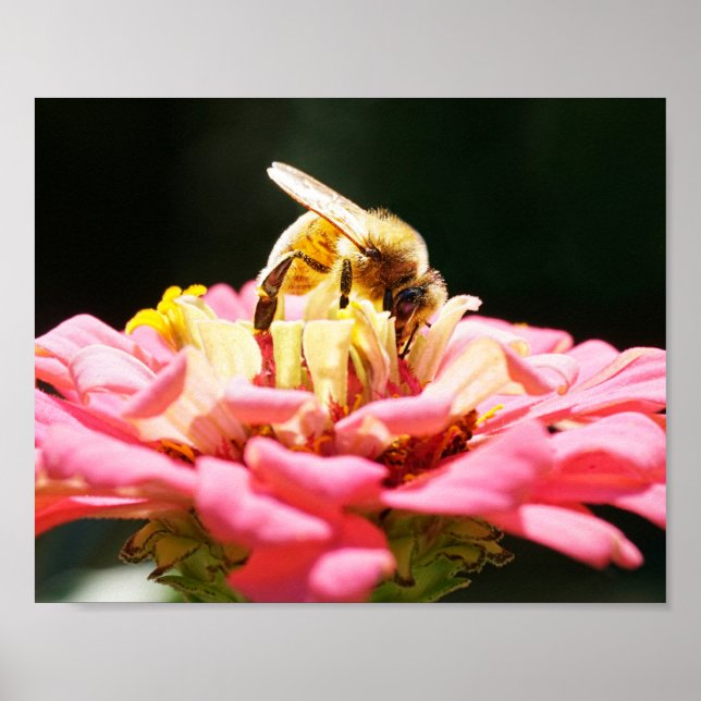 Honey Bee on Pink Zinnia Blume Natursfotografie Poster (Vorne)