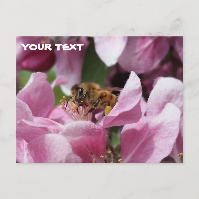 Honey Bee Pollinating Pink Crabapple Tree Blossom Postkarte (Vorderseite)