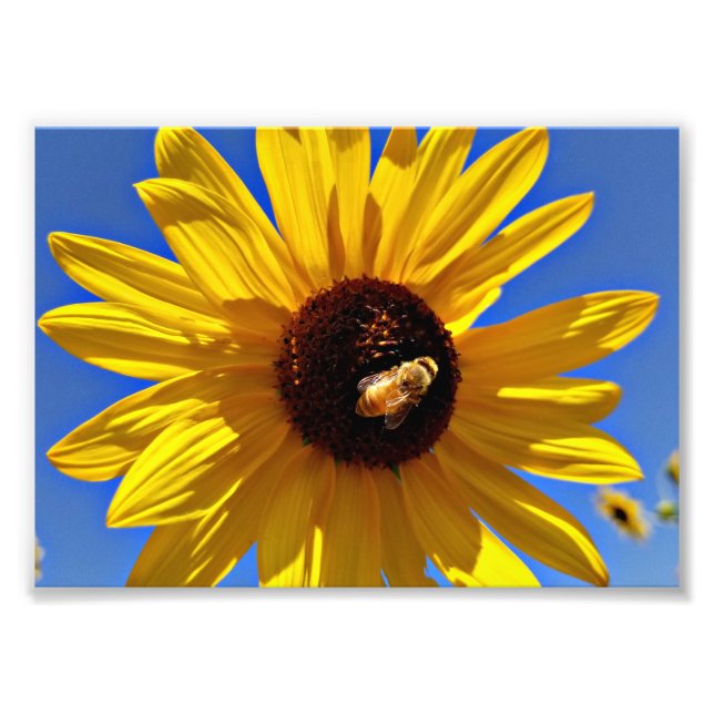 Honey Bee Pollinating Wild Sunflower Fotodruck (Vorne)