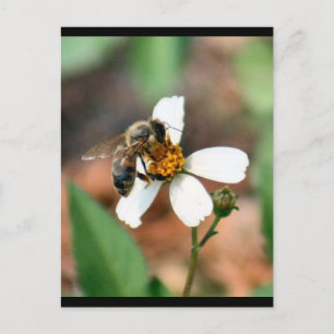 Honey Bee Postcard Postkarte