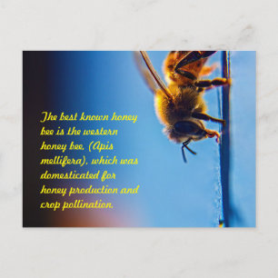 Honey Bee Postcard Postkarte