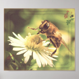 Honey Bee Poster