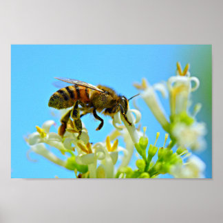 Honey Bee Poster