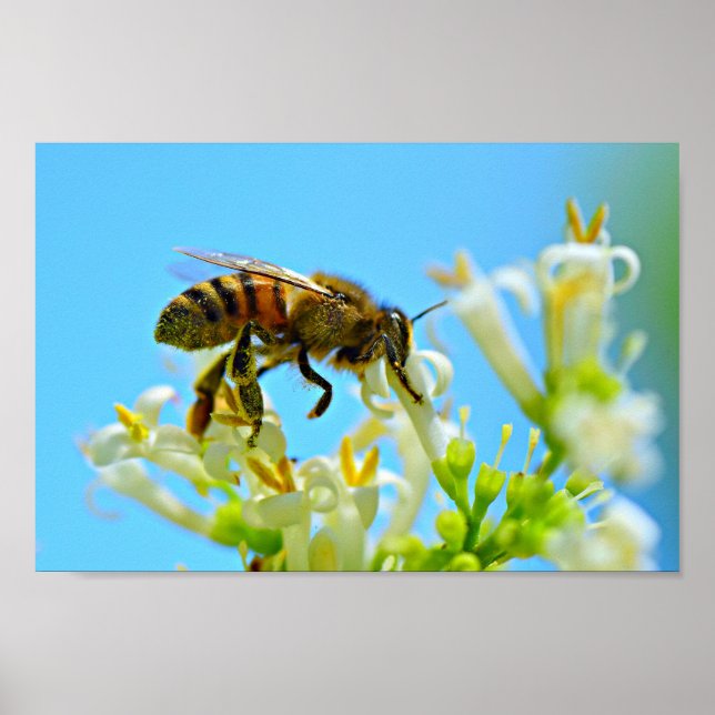 Honey Bee Poster (Vorne)