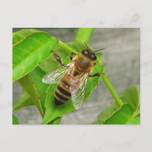 Honey Bee Postkarte (Vorderseite)