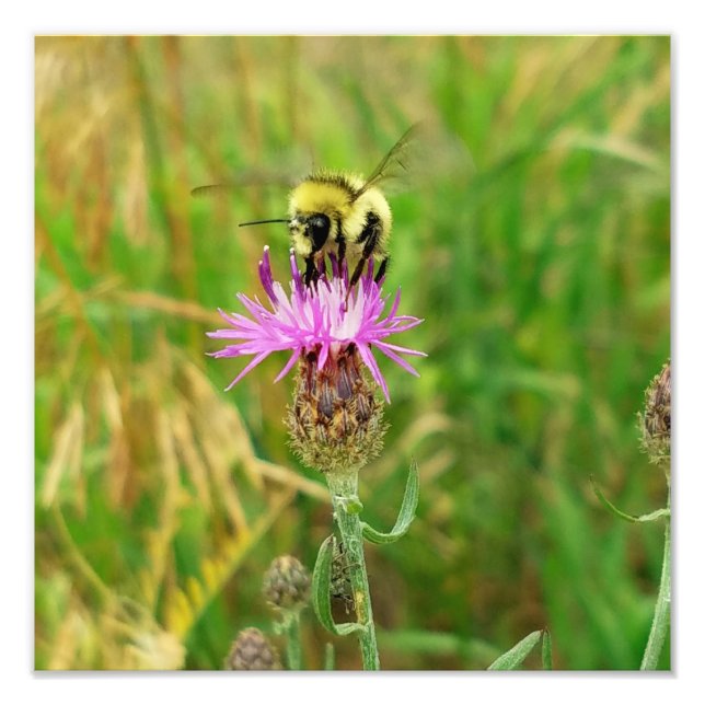 Honey Bee Pulling Weeds? Fotodruck (Vorne)