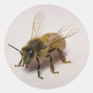 Honey Bee Sticker