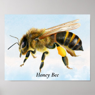Honey Bee Watercolor Painting Poster