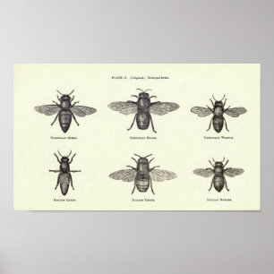 Honey Bees Poster