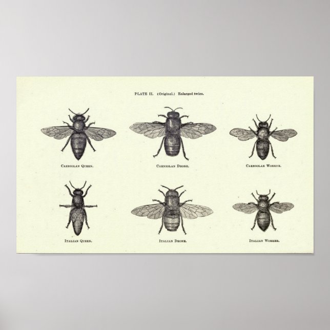 Honey Bees Poster (Vorne)