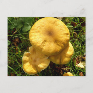 Honey Fungus Mushroom Postcard Postkarte