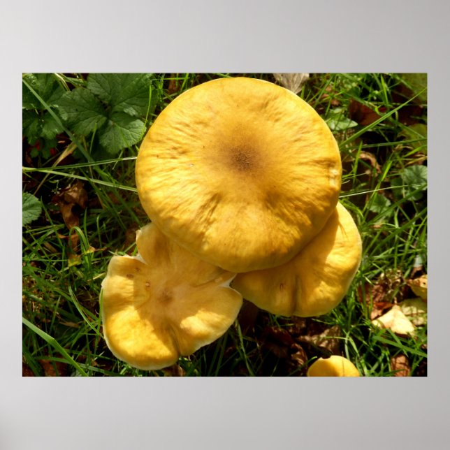 Honey Fungus Mushroom Poster (Vorne)