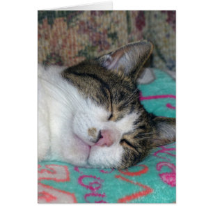 Honey Sleeping
