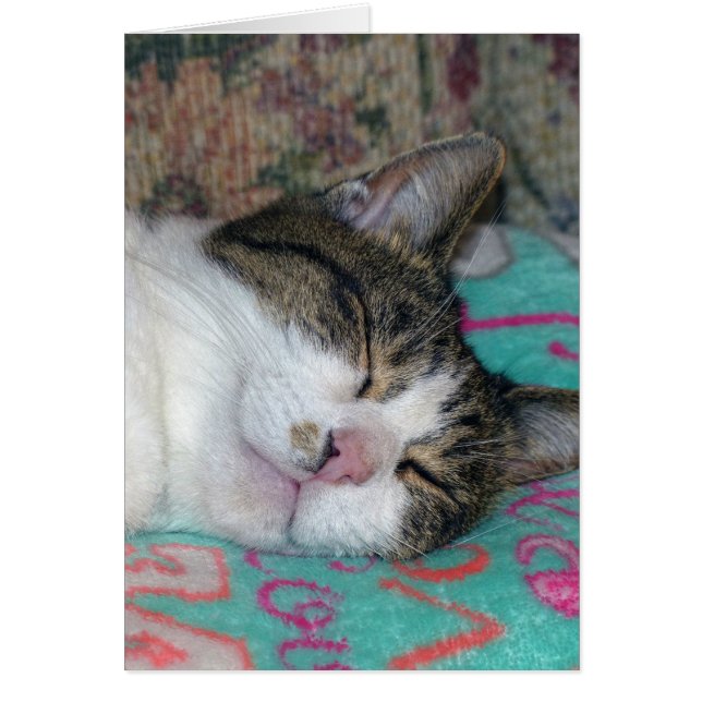 Honey Sleeping (Vorne)