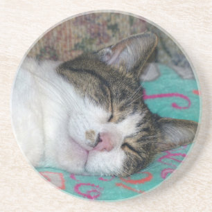 Honey Sleeping Getränkeuntersetzer