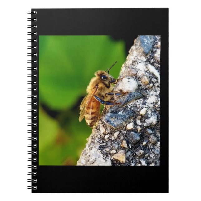 Honeybee 6.5x8.75 Spiral-Notebook Notizblock (Vorderseite)