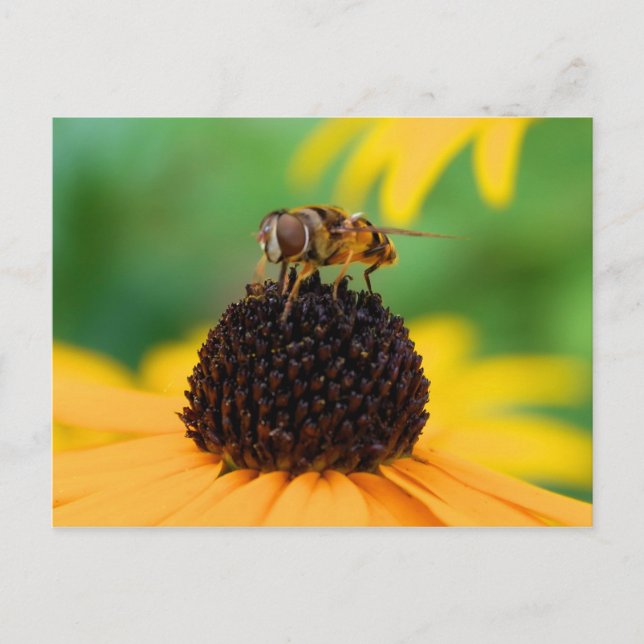 Honeybee - Das Zentrum der Aufmerksamkeit Postkarte (Vorderseite)