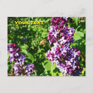 Honeybee Lieben Lilacs Postkarte