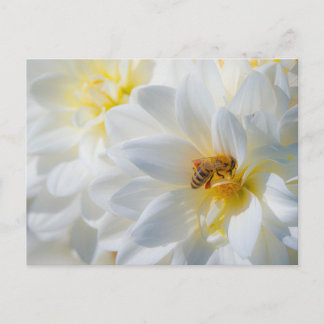 Honeybee on a Dahlia Postcard Postkarte