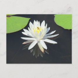 HoneyBee on Water Lily Postkarte