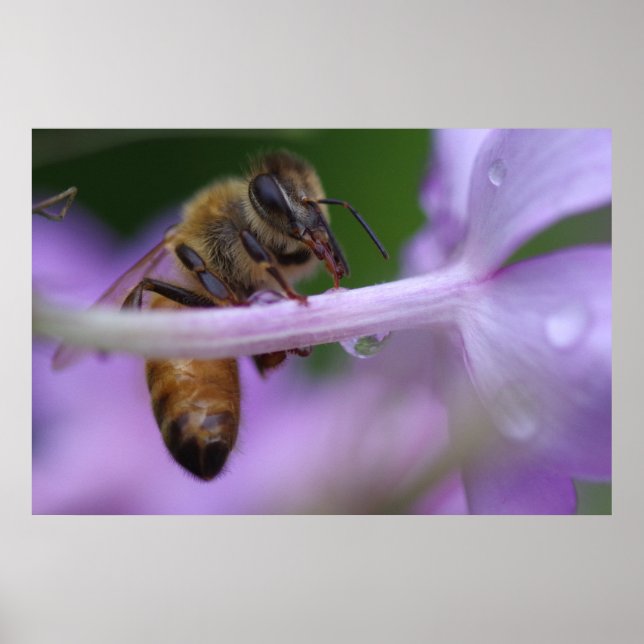 Honeybee Poster (Vorne)