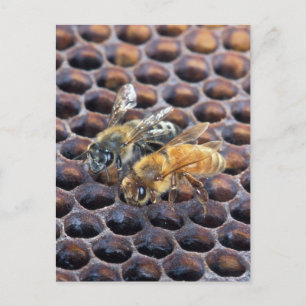 Honeycomb Bees Postkarte