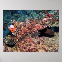 Honeycomb Grouper